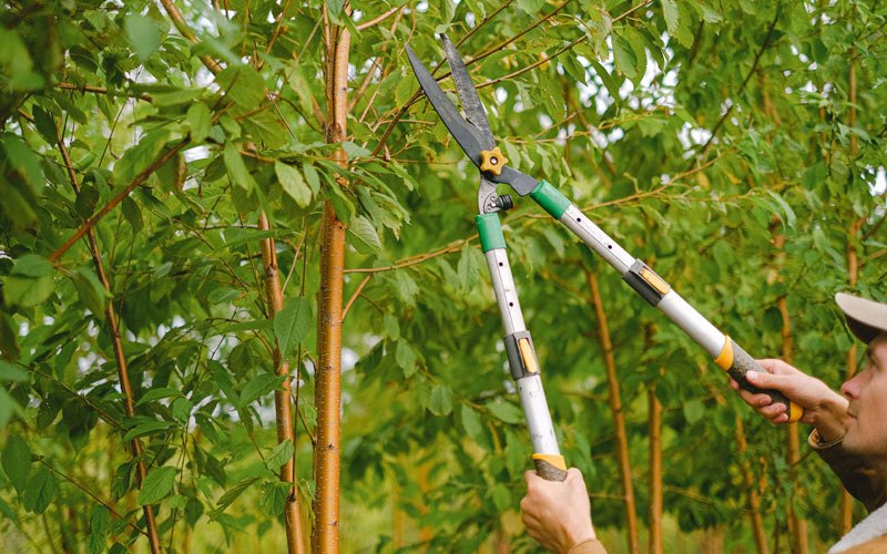 Tree trimming in Spragueville, IA